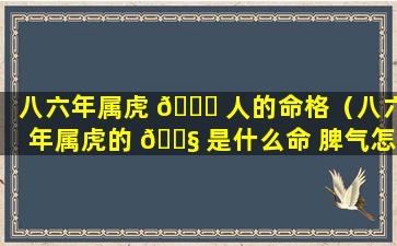 八六年属虎 🐝 人的命格（八六年属虎的 🐧 是什么命 脾气怎么样）